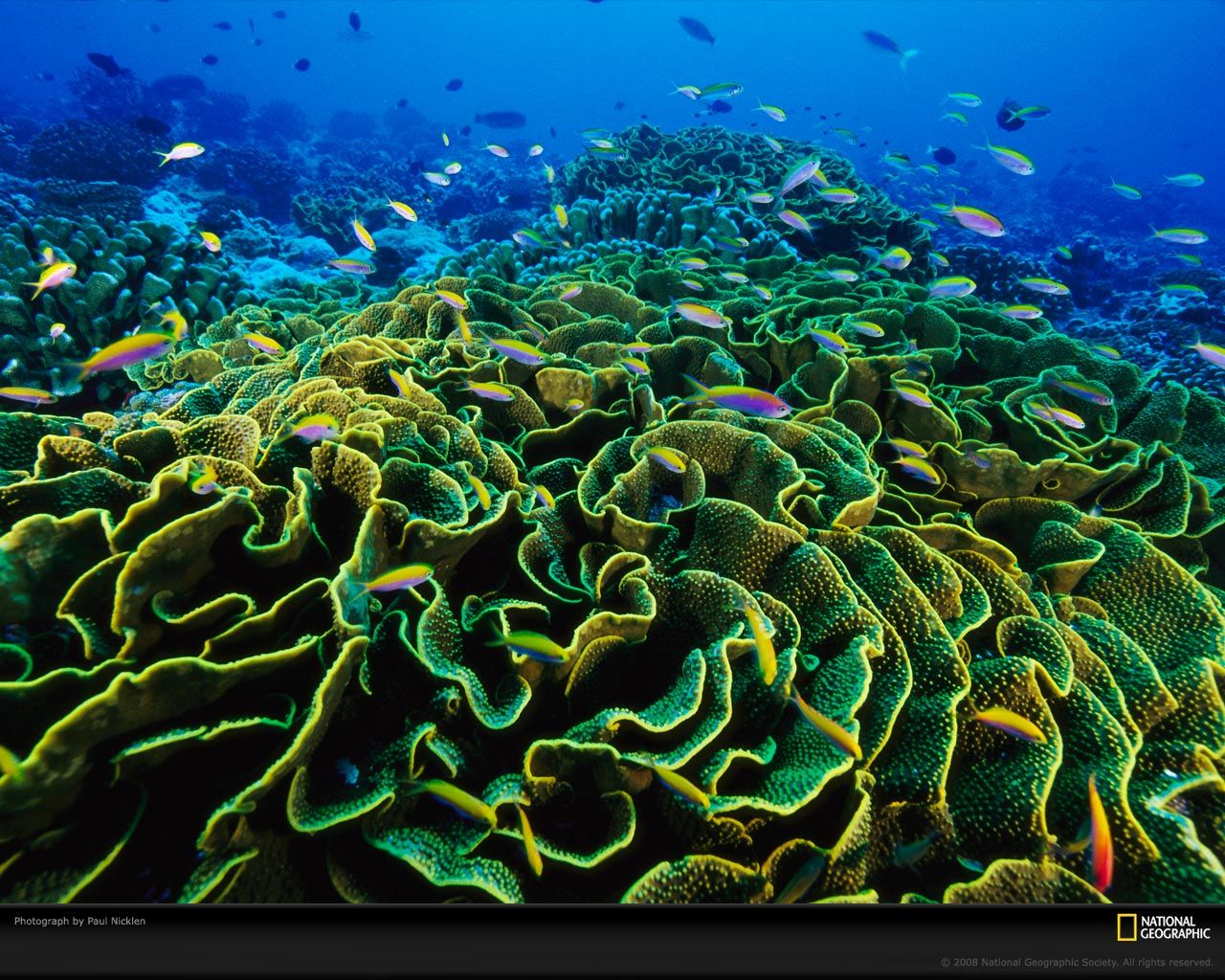 שונית אלמוגים