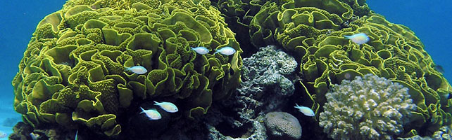 שונית אלמוגים באילת